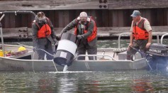 Chemicals Added To Illinois River To Control Asian Carp Population