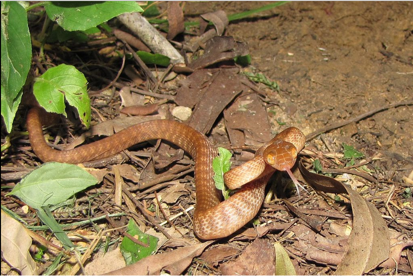 New Study Reveals How Bird Eating Snakes Affect An Island