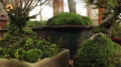 12) Bonsai Technique: Secrets of Lush Green Moss