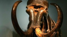 Massive beasts like mammoth, mastodon and saber-toothed tiger suddenly vanished around 10,000 BC together with Clovis people at the end of the last ice age - nobody knows why.