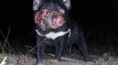 A Tasmanian Devil suffering from Devil Facial Tumor Disease is seen in this file photo July 15, 2005 near Hobart, Australia.