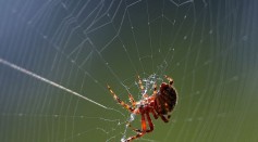 Spinnennetzpd