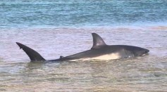 Shark at Cape Cod