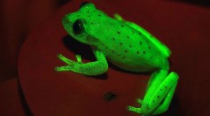 This Amazonian Frog Can Glow In Dark, Only Known Naturally fluorescent amphibian On Earth