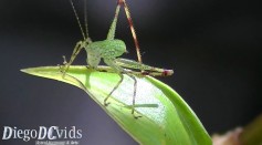 Baby Bush Cricket species (Phaneropterinae)