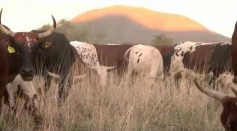 Namibia Ecosystem and Biodiversity Experiencing Drought