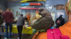 A parrot rides on the shoulder of a voter at the Los Angeles Lifeguard station at Venice Beach on November 8, 2016 in Los Angeles, United States. 