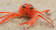 Arrival of Pelagic Crabs May Indicate El Nino Event
