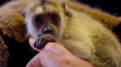 Edinburgh Zoo Hand-Rear A Baby Black Howler Monkey