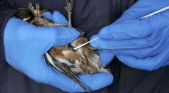 Avian Flu Fears Prompt Bird Sampling From Remote Alaska Outpost