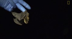White-nose syndrome is lethal to hibernating bats in North America.