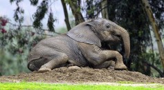 Elephant Calf Celebrates First Birthday
