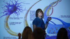 Joyce Mikal-Flynn teaches a class of The Brain and Gender at California State University, Sacramento, showing a slide of a neuron, September 19, 2013. 