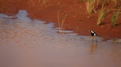 A Magpie-lark - Grallina cyanoleuca - drinks from a road side drainage ditch on March 28, 2011 in Windorah, Australia.