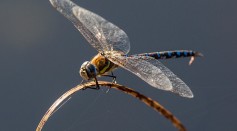 A Dragonfly sits in reedbeds on the Isle of Grain on August 31, 2016 in Isle of Grain, England. 