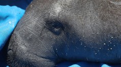 Rescued And Rehabilitated Manatee Returned To The Wild In Florida