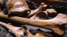 What Killed Off The Neanderthals?