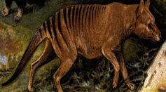 Tasmanian tiger (Thylacinus cynocephalus) has been reportedly sighted prompting search for proof.
