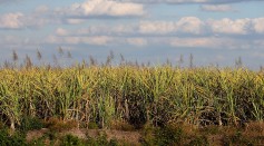 New Farm Bill Retains Price Supports For U.S. Sugar Industry