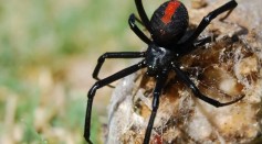 Amazing Facts About Spiders
