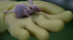 A worker displays a bald mouse at an animal laboratory of a medical school on February 16, 2008 in Chongqing Municipality, China