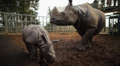 Jamil the four week old Greater One Horned Rhinoceros stands with her mother Behan in their enclosure at Whipsnade Zoo on January 8, 2013 in Dunstable, England.