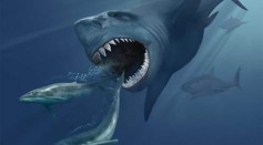Artistic impression of a megalodon pursuing two Eobalaenoptera whales