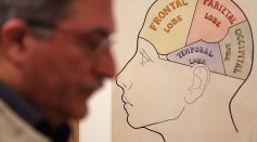 A man passes an exhibit at the Wellcome trusts new 'Brains' exhibition at the Wellcome Collection on March 27, 2012 in London, England