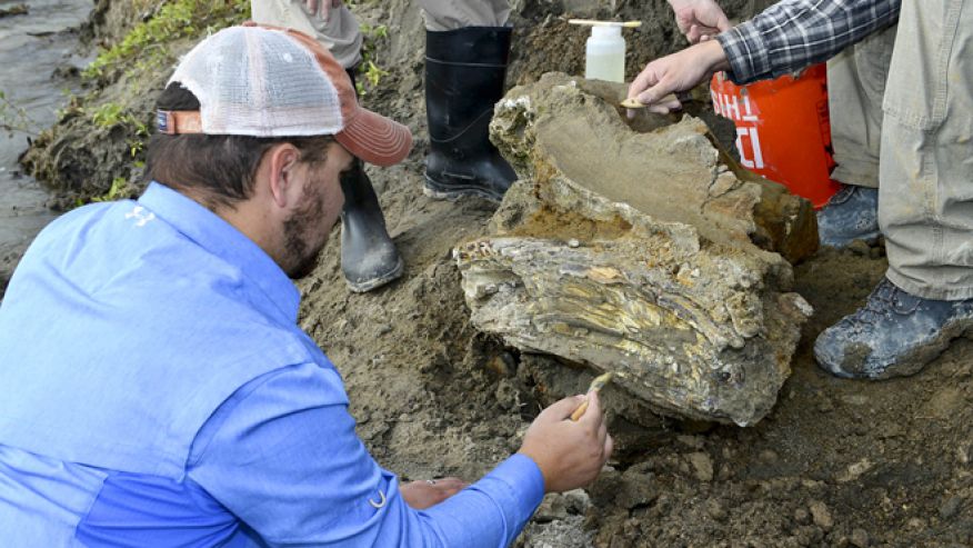 Mammoth Fossil Trapped In Reservoir—Archaeologists Try to Unearth Rare ...