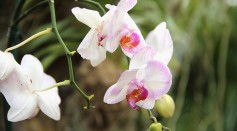 New species of orchids found in Okinawa