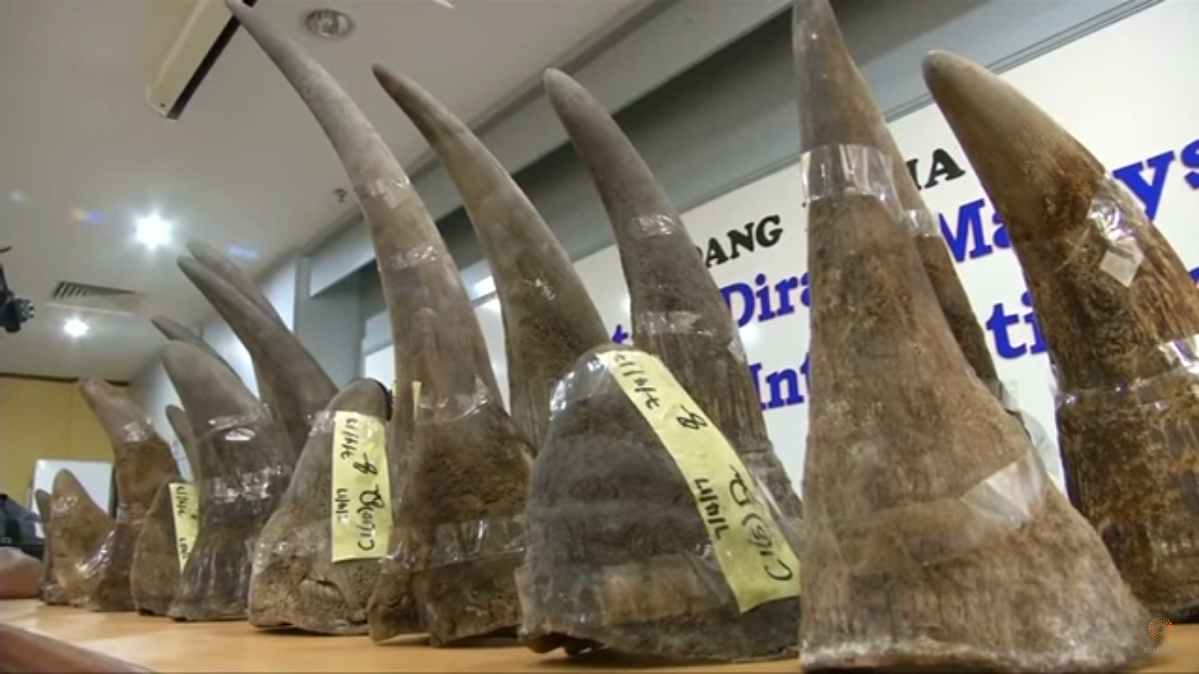 Rhino Horns Weighing Over 51 Kilograms Seized In Malaysia Science Times