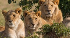 Two male and a female African Lions in Masai Mara, southwest Kenya