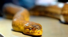 A snake fungal disease that affects dozen species of snakes' treatment and cause is still unknown.