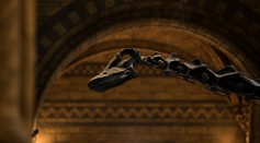 'Dippy' the Diplodocus stands in the great hall at Natural History Museum on January 4, 2017 in London, England