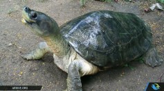 Rare Myanmar Turtles Bred in Captivity Released into the Wild