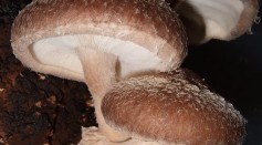 Shiitake mushroom growing on wood