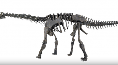 Meet Moabosaurus: Utah's newest dinosaur identified by BYU geologists