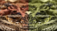 Computer game helps scientists understand animal camouflage