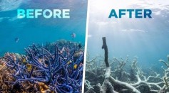 The Great Barrier Reef Is Dying