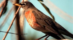 A robin perches on a branch in the Merritt Island National Wildlife Refuge, which shares a boundary with the space center.