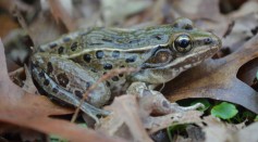 The Atlantic Coast leopard frog, discovered in Staten Island, was the first new amphibian to be discovered in New York and New England since 1882. 
