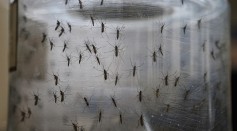 Researchers had found out that another mosquito might be another carrier of Zika virus.