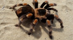 Spiders are some of the most commonly feared insects