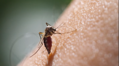 The Devastating Zika Virus Explained