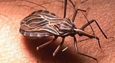 Kissing bugs are known to spread Chagas disease to sleeping victims