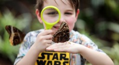 Mythological Names of Asian Butterflies signifies their historical importance