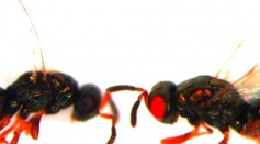 Scientists were mentioned to successfully produced red-eyed wasps from its original black eyes.