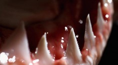 The teeth and jaw of a Great White Shark are displayed after research into the biological mechanics of the predator July 25, 2007 in Sydney, Australia.