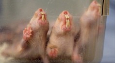 Study found out that naked mole rats could survive five hours and more without oxygen.
