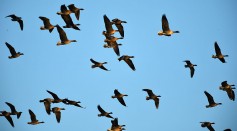 Geese Migration Predicts Climate Chnage Acceleration